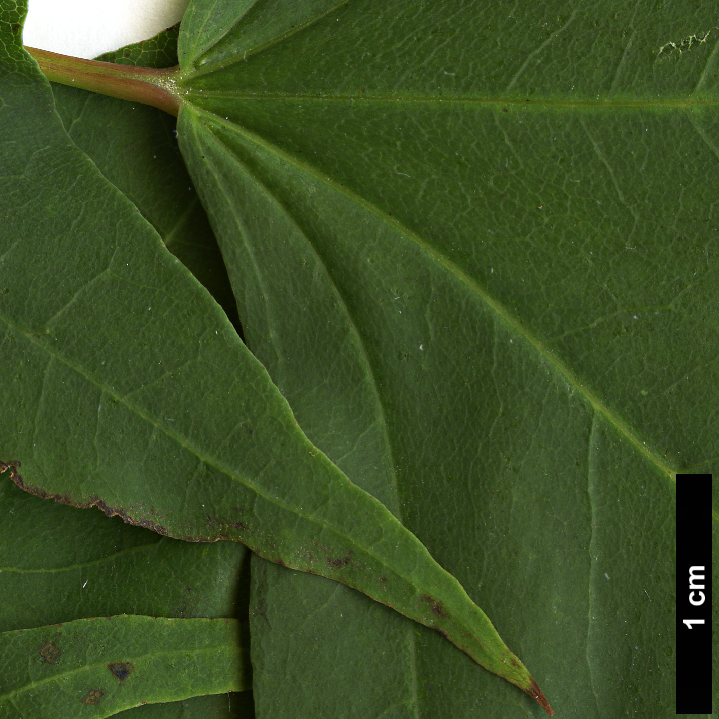 High resolution image: Family: Sapindaceae - Genus: Acer - Taxon: pictum - SpeciesSub: subsp. macropterum